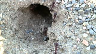 Pogonomyrmex rugosus [upl. by Auqinahc]