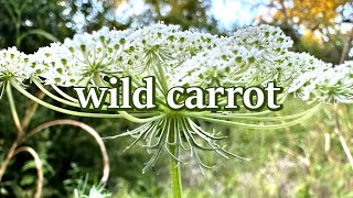 Wild carrot [upl. by Russia391]