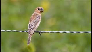 Patativa Fêmea chamando ♫ Sporophila plumbea Plumbeous Seedeater [upl. by Nora]