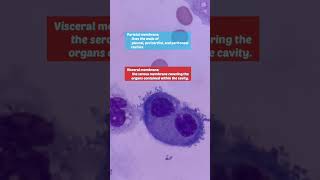 What are Mesothelial Cells foryou medicalscience medicallab foryou science shorts medtech [upl. by Adnohryt782]