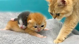 Newborn kittens woke up and call mom cat [upl. by Ibot]