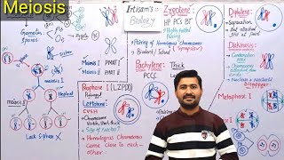 Meiosis Process and stages of Meiosis  meiosis class 12 by irtisams biology [upl. by Assenab]