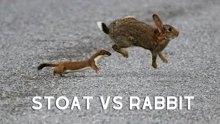 Stoat VS Rabbit [upl. by Enirehtac]