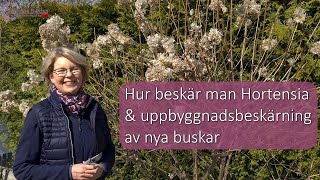 Hur beskär man Hortensia Vipphortensia Höstsyren Paniculata Uppbyggnadsbeskärning Limelight ARS [upl. by Marcoux]