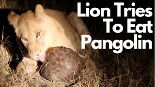 Lion Gives Up Trying To Eat Pangolin 🦁 [upl. by Eipper]