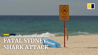 Scuba diver dies in first fatal sharkattack in Sydney since 1963 [upl. by Aisylla]