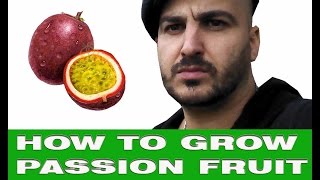 How to grow Passion Fruit in temperate climates [upl. by Atinuaj990]