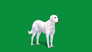 Akbash Dog 4k green screen [upl. by Manard]