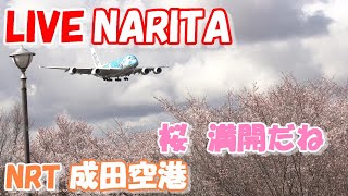 🔴LIVE at NARITA International Airport Plane Spotting 20240408 成田空港ライブカメラ 成田空港 NRTRJAA [upl. by Nico]