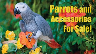 Arizona Bird Store  Parrots  Exotic Birds  Cages For Sale in Mesa AZ [upl. by Domash188]