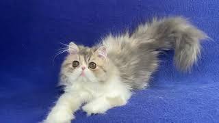 Roxana Persian Dilute Calico Female of Majestymeow Cattery [upl. by Mcmaster]