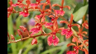 Fire Orchid Care Philippine Fire Orchid  Renanthera Storiei [upl. by King388]