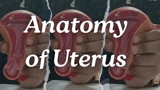 Anatomy of Uterus Fundus Body and Cervix Bangla Lecture [upl. by Ahseki216]