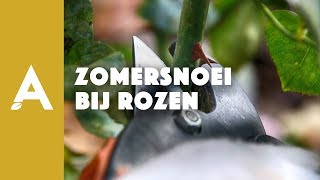 Zomersnoei bij rozen I Een groener thuis 45 I Angelo Dorny [upl. by Grados850]