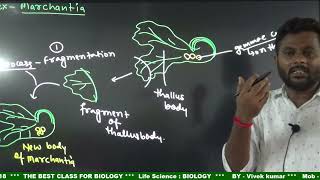 Plant  Bryophytes  liverworts Reproductionbiology  class 11 [upl. by Nollahp358]