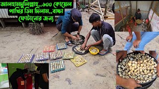 আলহামদুলিল্লাহ৬০০ কোয়েল পাখির ডিম দিলামবাচ্চা ফোটানোর জন্য [upl. by Annuahs524]