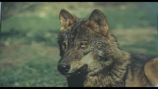 DOCUMENTAL DEL LOBO IBERICO  Convivir con Lobos [upl. by Rama]