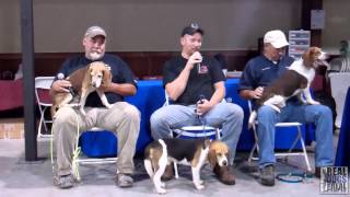 2014 UKC Hunting Beagle World Championship  United Kennel Club [upl. by Nahtahoj743]