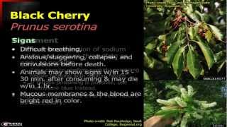 Plants that are Poisonous to Livestock  Part 1 Introduction Black Cherry and Prussic Acid [upl. by Draw749]