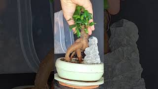 From small plant to bonsai ficus bonsai ficusbonsai ficusmicrocarpa plants plantprojects [upl. by Eliot]