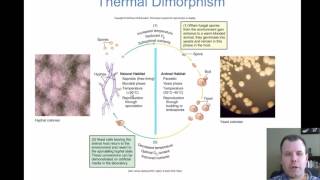 Chapter 22  The Fungal Infections of Medical Importance [upl. by Vitia]