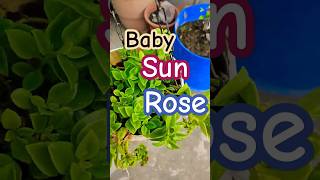 Baby son rose plant ☘️😍🌵subscribe support success viralshort trending fypシ゚viral pov flowers [upl. by Tabitha]