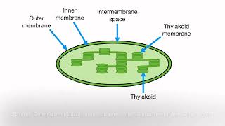 B225 Adaptations of Chloroplasts [upl. by Ahsek]