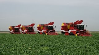 Beet Harvest XXL  4x GRIMME MAXTRON 620  selfpropelled Beet Harvesters [upl. by Osi]