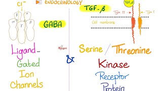 LigandGated Ion Channels Acetylcholine GABA amp Serine Threonine Kinase Receptor Protein [upl. by Kolb]