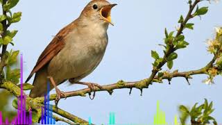 Nightingale Bird Singing  Sikatan Londo [upl. by Rice197]