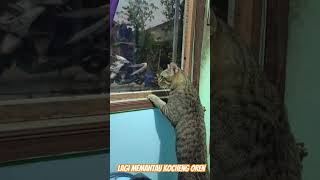 Kocheng item lagi memantau Kocheng Oren gaes kucing animals kucinglucu [upl. by Alpheus]