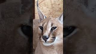 Каракал Вишня 🍒 чирикаетBig caracal meow caracal каракал cute caracat сервал cat serval [upl. by Shannah]