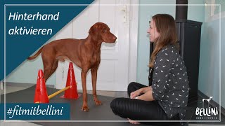 Hinterhand aktivieren  Workout für euren Hund  fitmitbellini [upl. by Ledniahs]