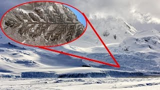 280 MILLION Year Old FOREST Discovered In Antarctica [upl. by Aylat]