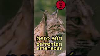 EL LINCE IBERICO extinción extincion enpeligrodeextinción linceiberico [upl. by Cila284]