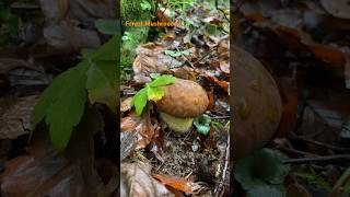 Boletus ReticulatusMay 2024 asmr asmrmushrooms fungi boletus porchini mushroomhunting [upl. by Iclek600]