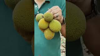 wildlife artocarpuschama lifescience chaplaish চাপালিশ artocarpus taxonomy botany mora [upl. by Leaffar]