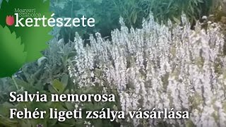 Salvia nemorosa  ligeti fehér zsálya vásárlás [upl. by Giavani545]