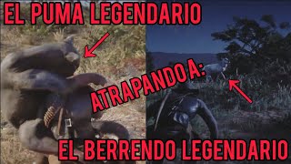 CAZANDO un PUMA LEGENDARIO y un BUG BERRENDO Ciervo RED DEAD REDEMPTION 2  rdr2 ps4 gameplay [upl. by Kitty]