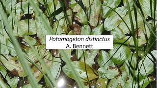 Potamogeton distinctusSochumMajor weed of rice crop [upl. by Eerdna]