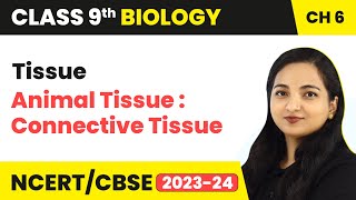 Animal Tissue  Connective Tissue  Tissue  Class 9 Biology Chapter 6  202324 [upl. by Hnamik774]