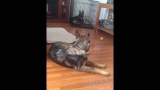 Hip Dysplasia German Shepherd Our Sadie [upl. by Sokcin260]