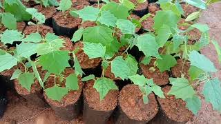 Gmelina arborea Gamhar seeds germination seedlings [upl. by Behah675]