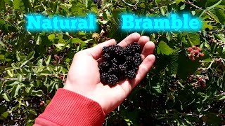 Natural mountainous brambleblackberry [upl. by Alyehs86]