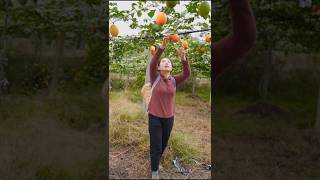 Juice Passion fruit harvest and seed collection shorts fruit satisfying [upl. by Corder]