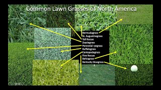 Which grass should I plant on my lawn Part 1 Introduction and Northern US and Canada [upl. by Okimuk854]