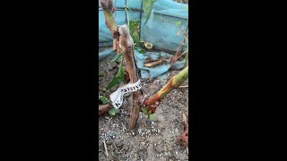 Boosting Grape Vine Ripening with Monopotassium Phosphate Tips and Tricks [upl. by Siol7]