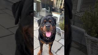 Docked tails are a no go❌ dog rottweiler dogbreed dogs rottweilerpuppy funny funnyanimals [upl. by Anez923]