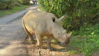 Rhinos Blocking the Road on Kilimanjaro Safaris  Animal Kingdom Walt Disney World 10252024 [upl. by Bellis]