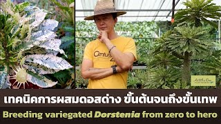 Breeding variegated Dorstenia from zero to hero เทคนิคการผสมมะพร้าวทะเลทรายด่าง ขั้นต้นจนถึงขั้นเทพ [upl. by Zoi]